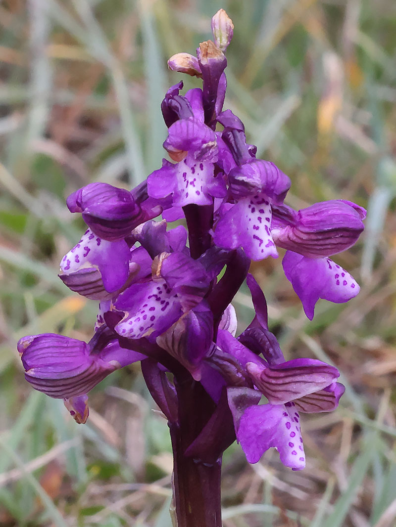 green-winged orchid